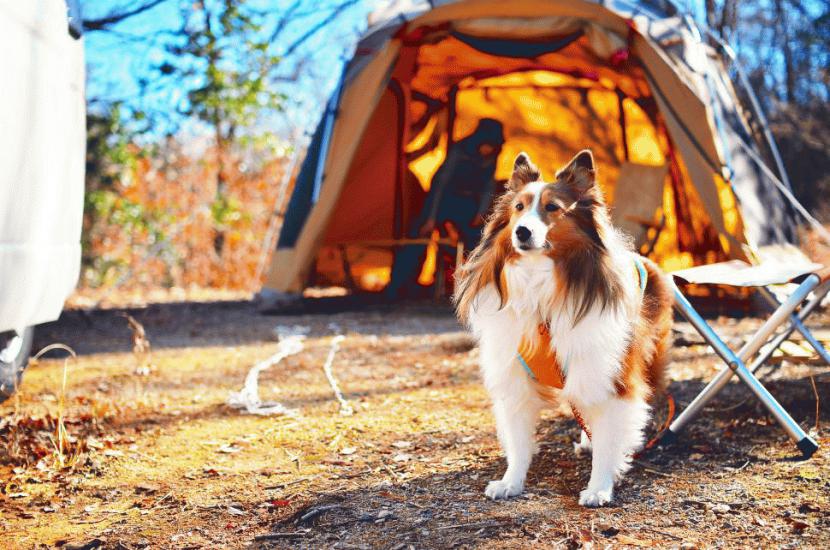 After I purchased the camper van I dreamt about, traveling with my wife and my pet dog and fishing all became many times more appealing:写真